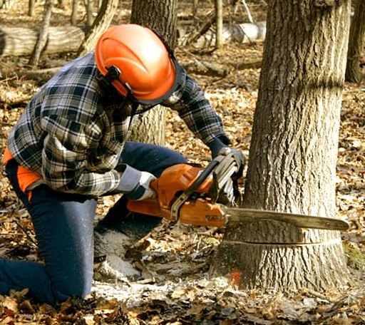 Tree Removal in Gilbert, MN